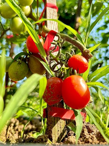 Pomodori dell’orto