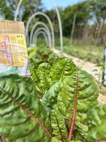 Bietole del Giardino Sensoriale